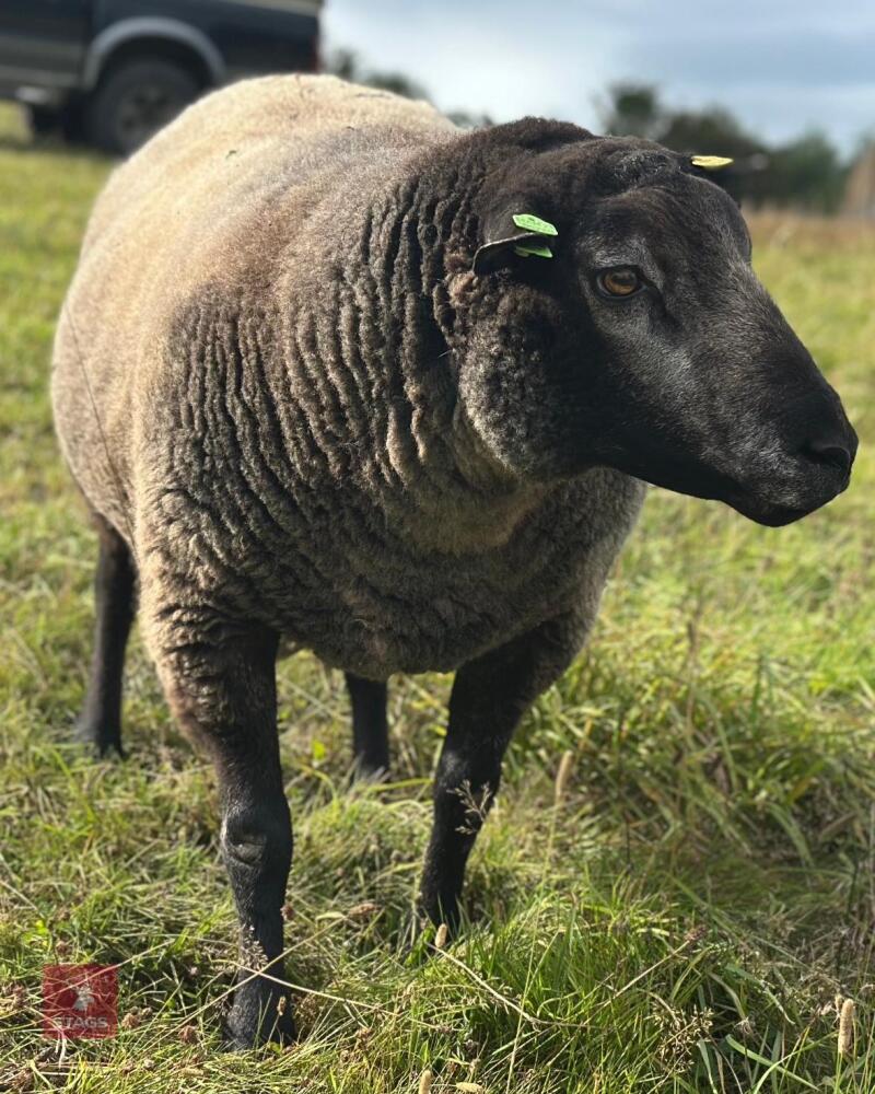 2YO PEDIGREE BLUE TEXEL RAM