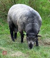2YO PEDIGREE BLUE TEXEL RAM - 2