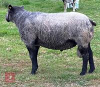 2YO PEDIGREE BLUE TEXEL RAM - 3