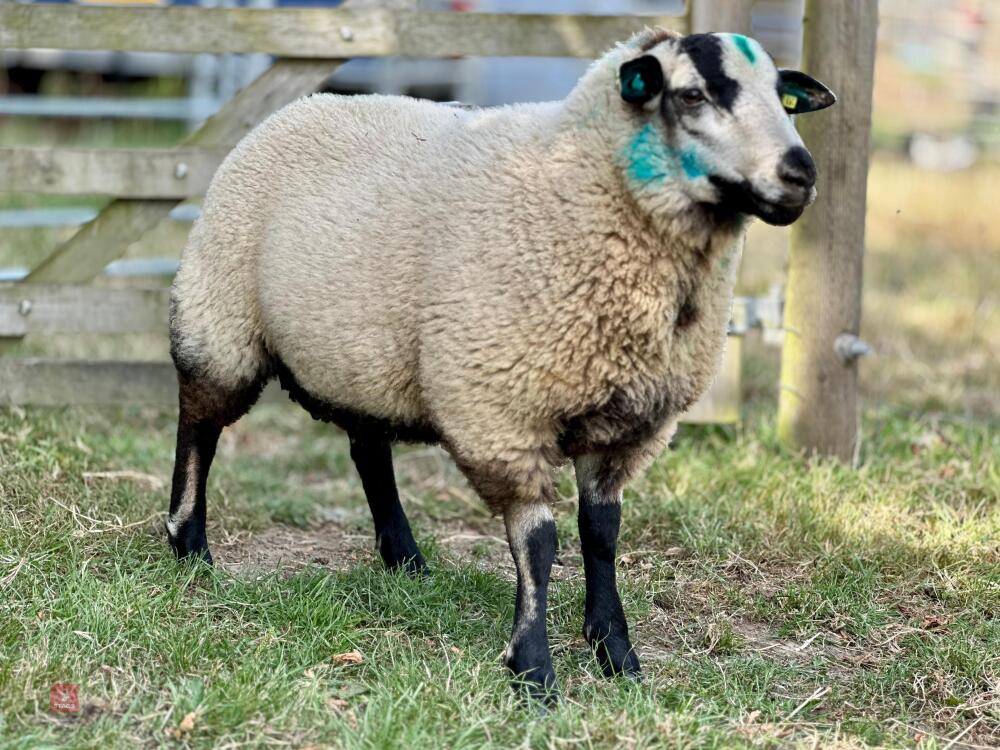 5MO TORDDU X BLUE TEXEL RAM LAMB