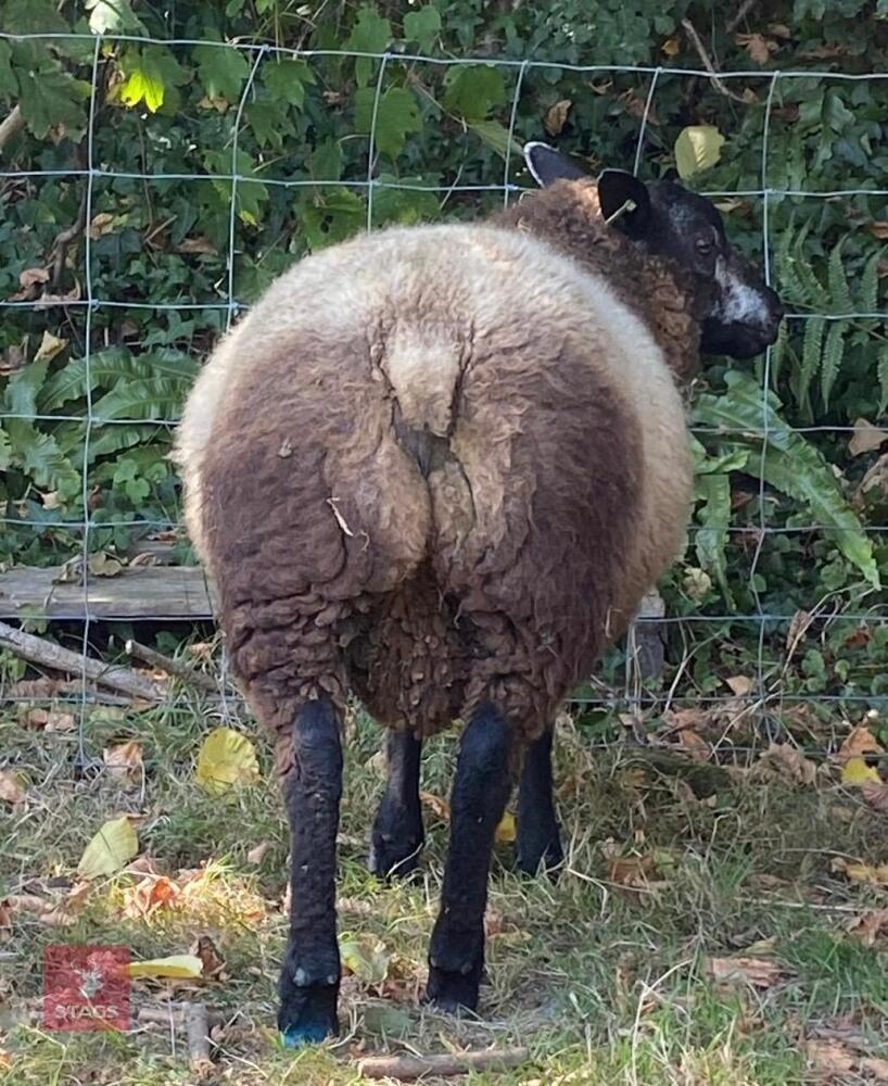 6MO PEDIGREE BLUE TEXEL RAM LAMB