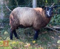 6MO PEDIGREE BLUE TEXEL RAM LAMB - 2