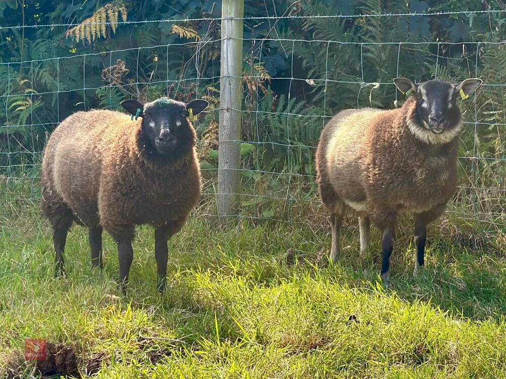 2 BLUE TEXEL X SHETLAND RAM LAMBS BIDS PER LIFE