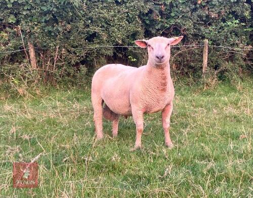 PUREBRED CHAROLLAIS RAM LAMB
