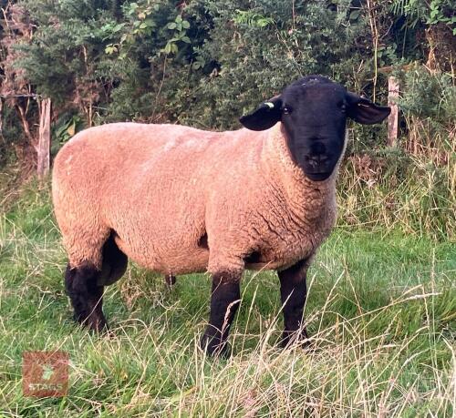 1YO PEDIGREE SUFFOLK SHEARLING RAM