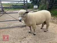 PEDIGREE RYELAND SHEARLING RAM - 2