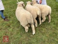 PEDIGREE RYELAND SHEARLING RAM - 4