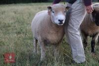 5YO PEDIGREE RYELAND RAM - 2