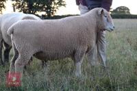 5YO PEDIGREE RYELAND RAM