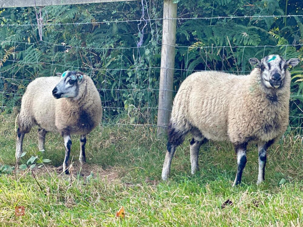 2 TORDDU X BADGERFACE TEXEL RAM LAMBS BIDS PER LIFE