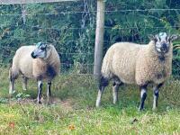 2 TORDDU X BADGERFACE TEXEL RAM LAMBS BIDS PER LIFE