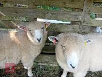 4 PEDIGREE RYELAND EWE LAMBS BIDS PER LIFE - 4