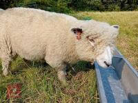 4 PEDIGREE RYELAND EWE LAMBS BIDS PER LIFE - 5