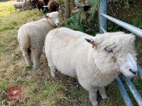 4 PEDIGREE RYELAND EWE LAMBS BIDS PER LIFE