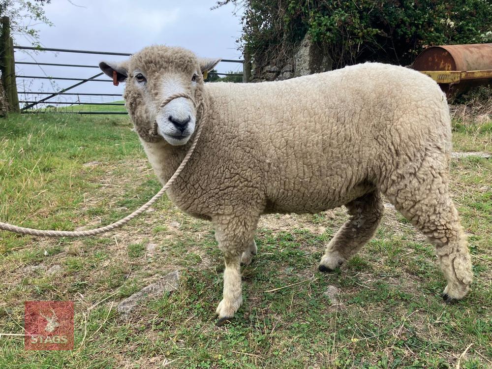 PEDIGREE RYELAND SHEARLING EWE