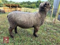 2YO PEDIGREE COLOURED RYELAND EWE