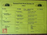 2YO PEDIGREE COLOURED RYELAND EWE - 2