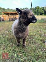2YO PEDIGREE COLOURED RYELAND EWE - 3