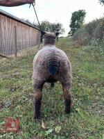 2YO PEDIGREE COLOURED RYELAND EWE - 4