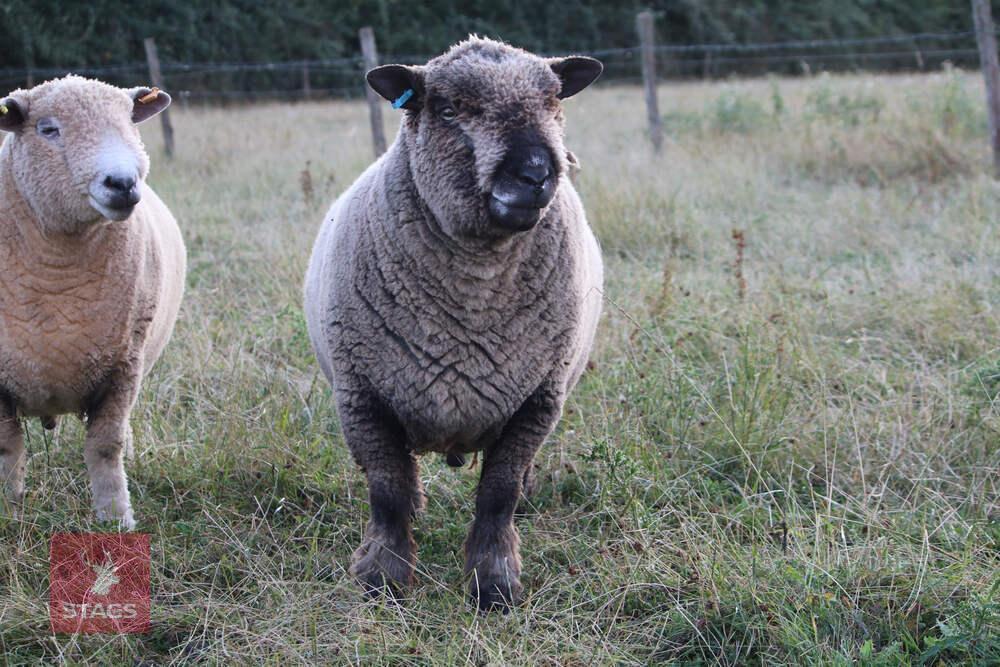 5YO PEDIGREE COLOURED RYELAND RAM
