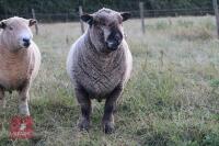 5YO PEDIGREE COLOURED RYELAND RAM