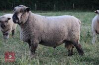 5YO PEDIGREE COLOURED RYELAND RAM - 2