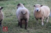 5YO PEDIGREE COLOURED RYELAND RAM - 3