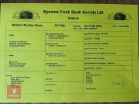 1YO PEDIGREE COLOURED RYELAND EWE - 3