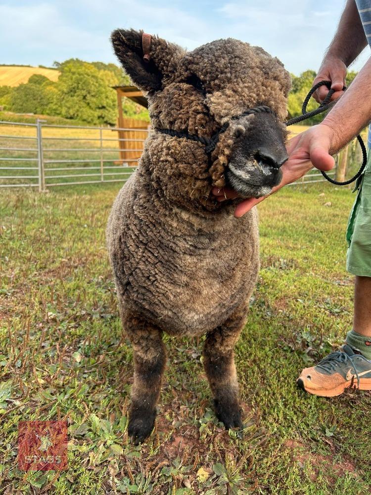 1YO PEDIGREE COLOURED RYELAND EWE