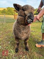 1YO PEDIGREE COLOURED RYELAND EWE