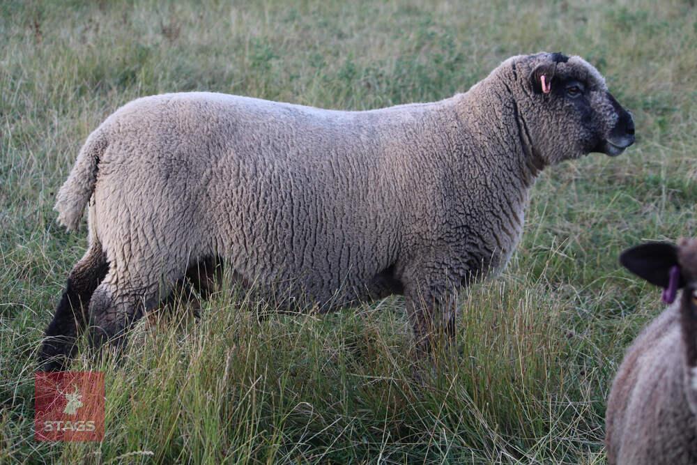 2YO PEDIGREE COLOURED RYELAND RAM
