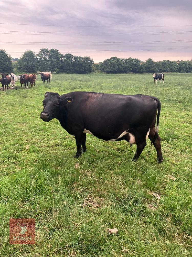 11YO BLUE ALBION X COW IN CALF
