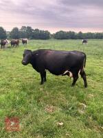 11YO BLUE ALBION X COW IN CALF