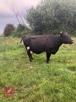 11YO BLUE ALBION X COW IN CALF - 2