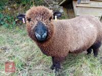 2 PEDIGREE COLOURED RYELAND EWE LAMBS BIDS PER LIFE - 3