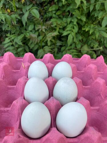 6 CREAM LEGBAR HATCHING EGGS BIDS FOR THE GROUP