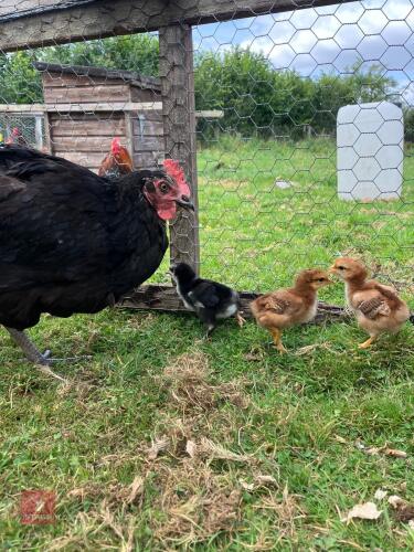 SILVER SUSSEX HEN & 3 CHICKS BIDS PER LIFE