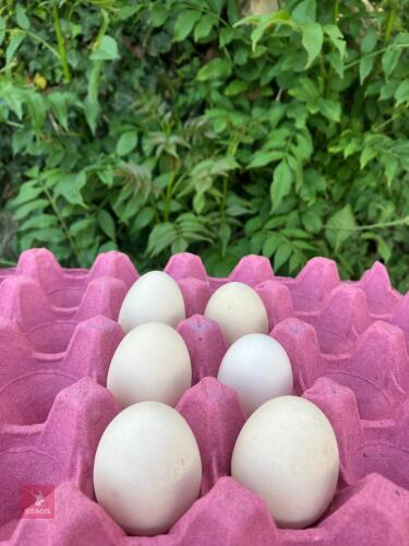 6 RIR BANTAM HATCHING EGGS BIDS FOR THE GROUP