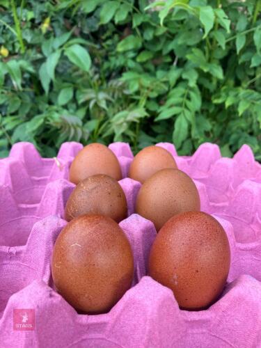 6 COPPER MARAN HATCHING EGGS BIDS FOR THE GROUP