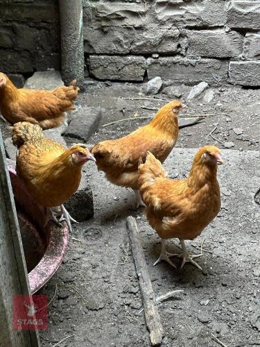 2 BUFF ORPINGTON X PULLETS BIDS PER LIFE