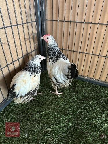 PAIR OF BANTOM LIGHT SUSSEX BIRDS BIDS PER LIFE