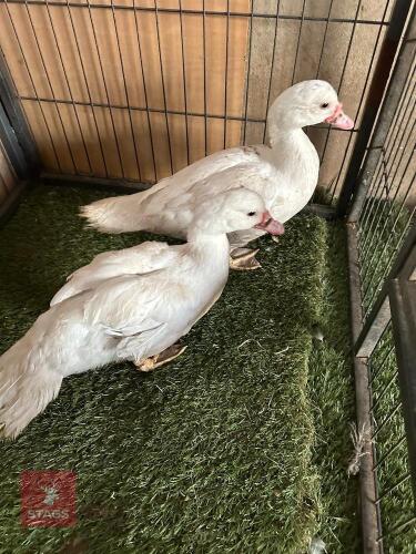 2 WHITE MUSCOVY DUCKS BIDS PER LIFE
