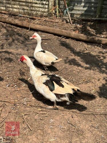 PAIR OF BLACK & WHITE MUSCOVY BIDS PER LIFE