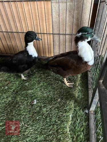 PAIR OF BLACK BIBBED CALL DUCKS BIDS PER LIFE