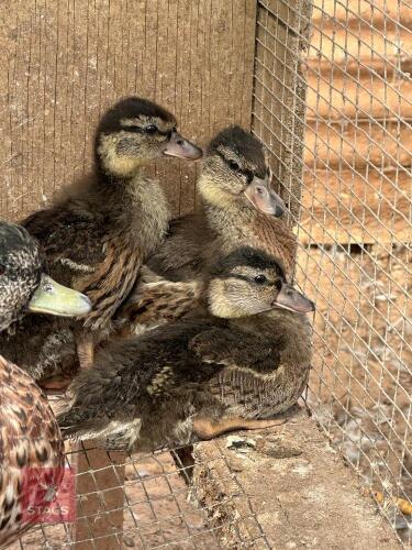3 UNSEXED CALL DUCK DUCKLINGS BIDS FOR THE GROUP