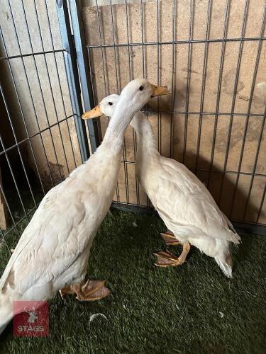 PAIR OF WHITE INDIAN RUNNER DUCKS BIDS PER LIFE