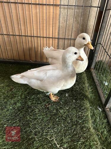 PAIR OF WHITE CALL DUCKS BIDS PER LIFE