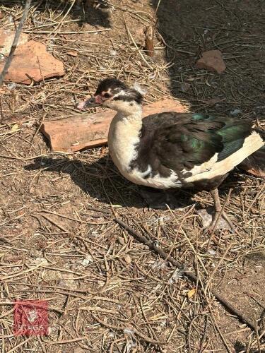 1 BLACK & WHITE MUSCOVY DUCK