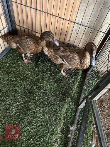 2 KHAKI CAMPBELL DUCKS BIDS PER LIFE