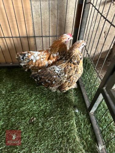 PAIR OF MILLFLUER BANTOM BIRDS BIDS PER LIFE